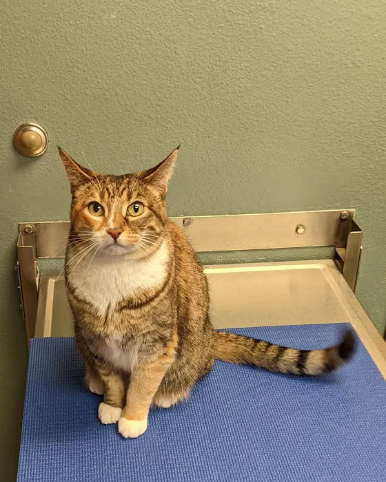 VCA Centennial Valley Animal Hospital Picture 8