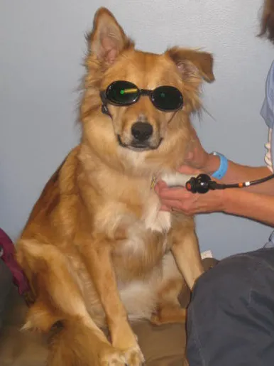 VCA Centennial Valley Animal Hospital Picture 5