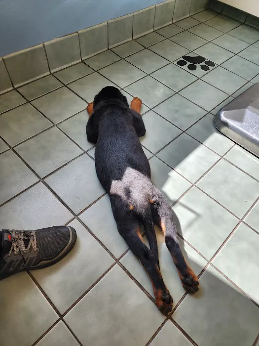 VCA Centennial Valley Animal Hospital Picture 3