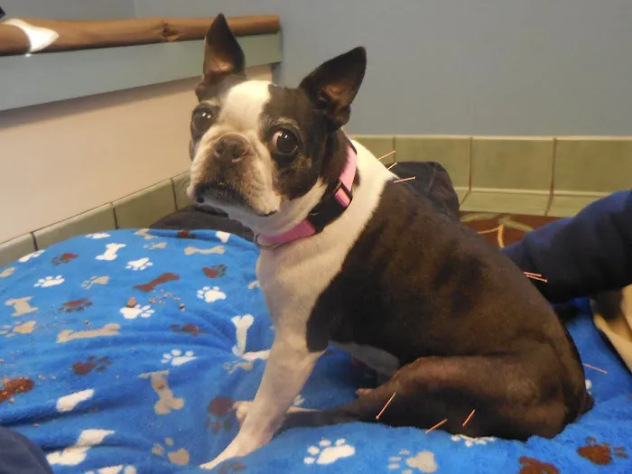 VCA Centennial Valley Animal Hospital Picture 9