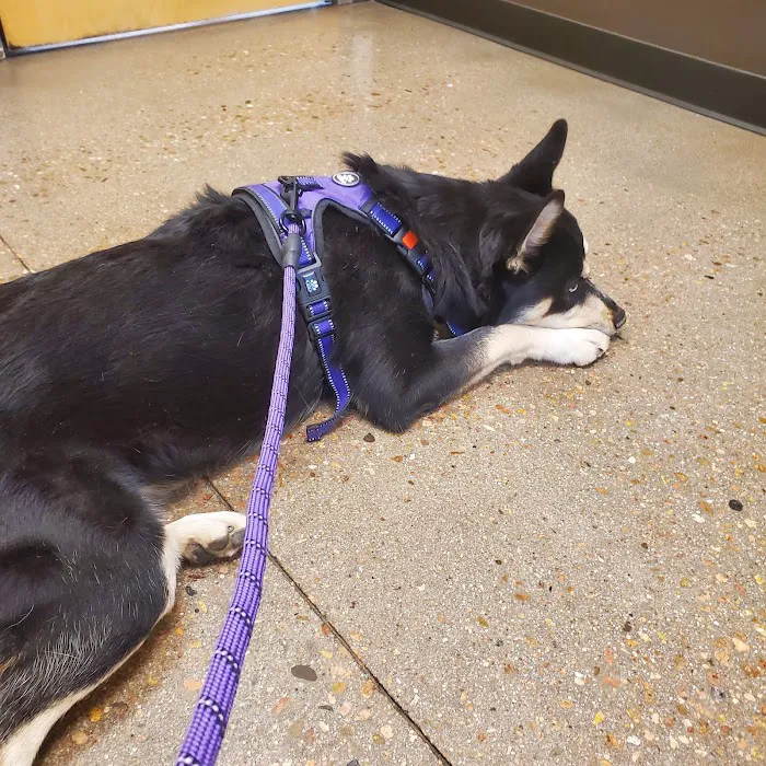 Aurora Animal Hospital Picture 4