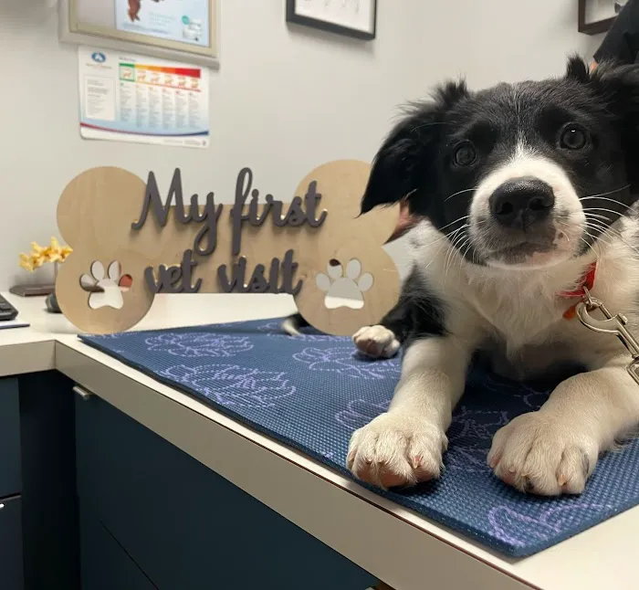 Genesee Veterinary Hospital Picture 4