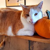 Kittredge Animal Clinic ico