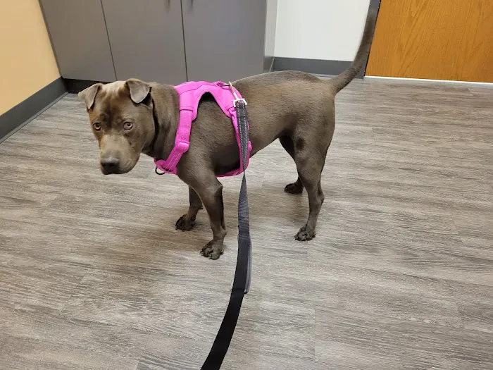 Dugan's Veterinary Hospital Picture 2