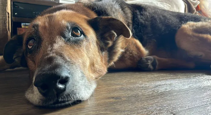 Inspire Animal Hospital Picture 2