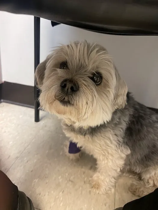 PetVet365 Pet Hospital Denver - Highlands Ranch Picture 4