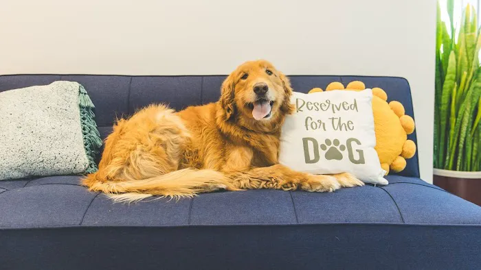 PetVet365 Pet Hospital Denver - Highlands Ranch Picture 7