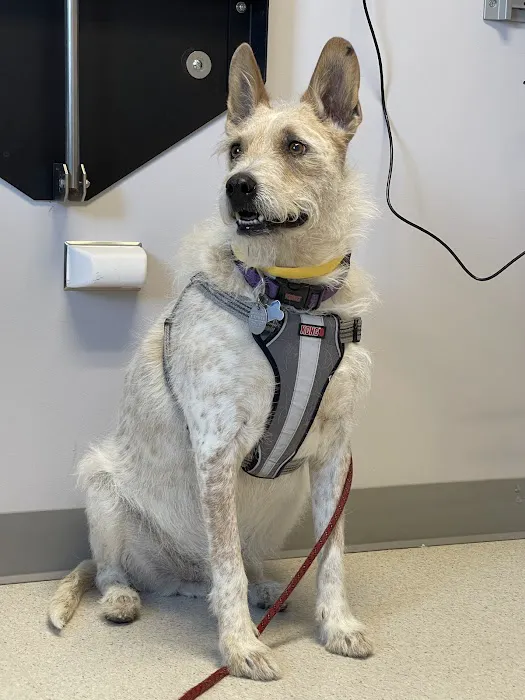 Animal Emergency & Specialty Center Picture 1