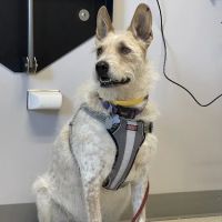 Animal Emergency & Specialty Center ico
