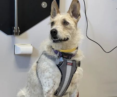 Animal Emergency & Specialty Center
