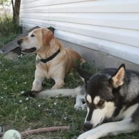 Pine Grove Animal Hospital, A Thrive Pet Healthcare Partner ico
