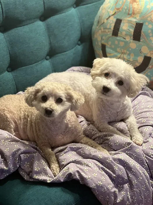 Pine Grove Animal Hospital, A Thrive Pet Healthcare Partner Picture 4