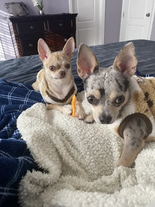 Advanced Pet Care of Parker Picture 10