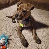 Advanced Pet Care of Parker ico