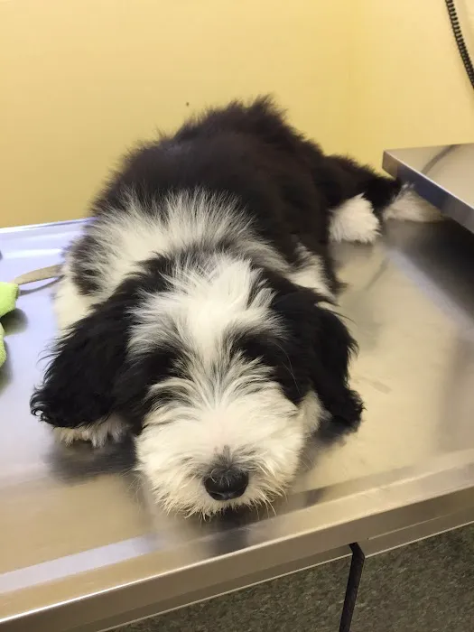 Bayside Veterinary Hospital Picture 9
