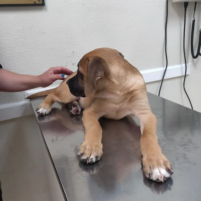 Broadway Pet Hospital Picture 6