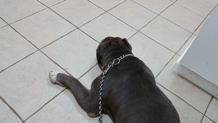 Broadway Pet Hospital Picture 10