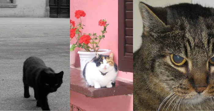 Compassionate Care Cat Hospice Picture 3