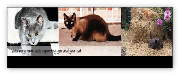 Compassionate Care Cat Hospice Picture 4