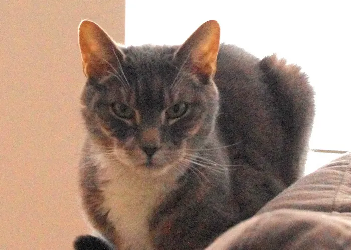 Compassionate Care Cat Hospice Picture 1
