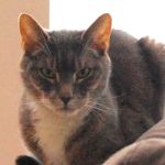 Compassionate Care Cat Hospice