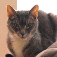 Compassionate Care Cat Hospice ico