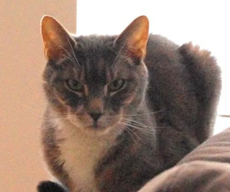 Compassionate Care Cat Hospice