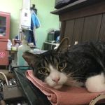 La Grange Animal Hospital