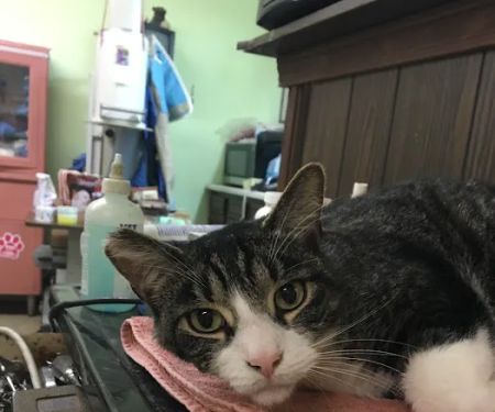 La Grange Animal Hospital