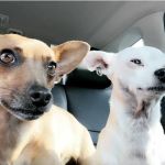 Countryside Animal Hospital: La Grange Veterinarian