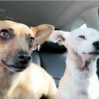 Countryside Animal Hospital: La Grange Veterinarian ico