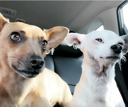 Countryside Animal Hospital: La Grange Veterinarian