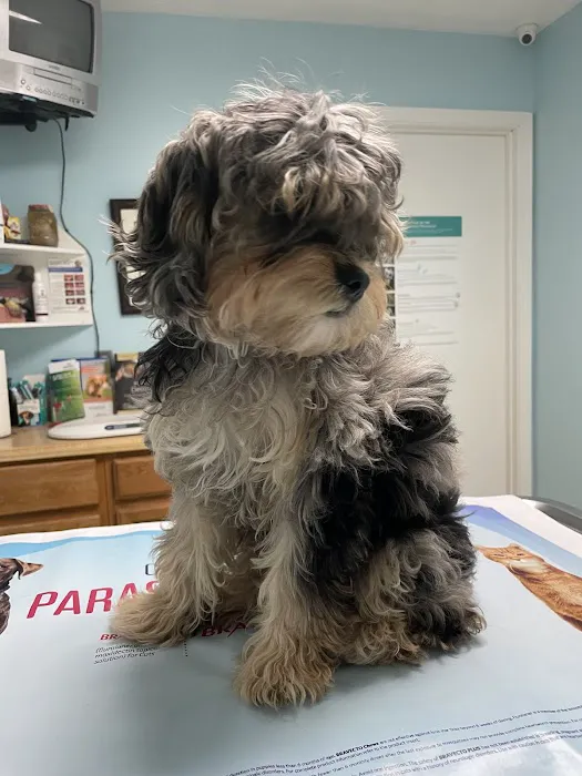 Countryside Animal Hospital: La Grange Veterinarian Picture 8