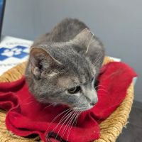 Oldham County Veterinary Services, LLC ico