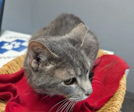 Oldham County Veterinary Services, LLC