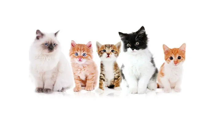 Bluegrass Animal Care Center Picture 3