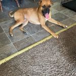 Bluegrass Animal Care Center
