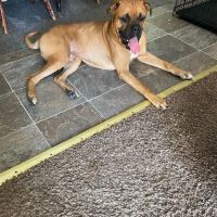 Bluegrass Animal Care Center ico