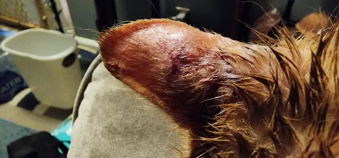 Magnolia Animal Clinic Picture 6