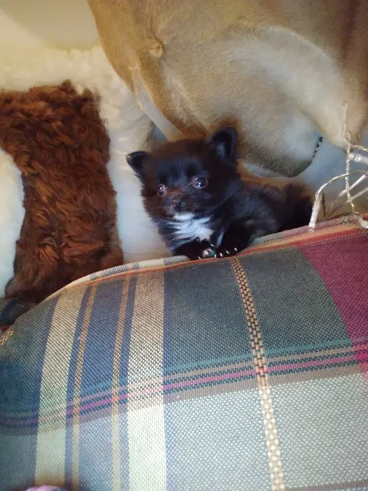 Magnolia Animal Clinic Picture 4