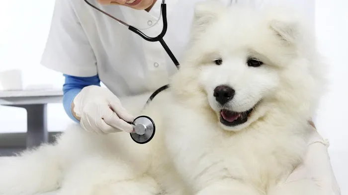 Magnolia Animal Clinic Picture 5