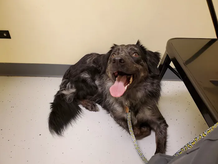Shelby Veterinary Clinic PLLC Picture 3