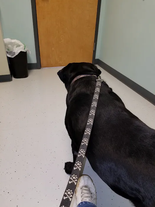 Shelby Veterinary Clinic PLLC Picture 10