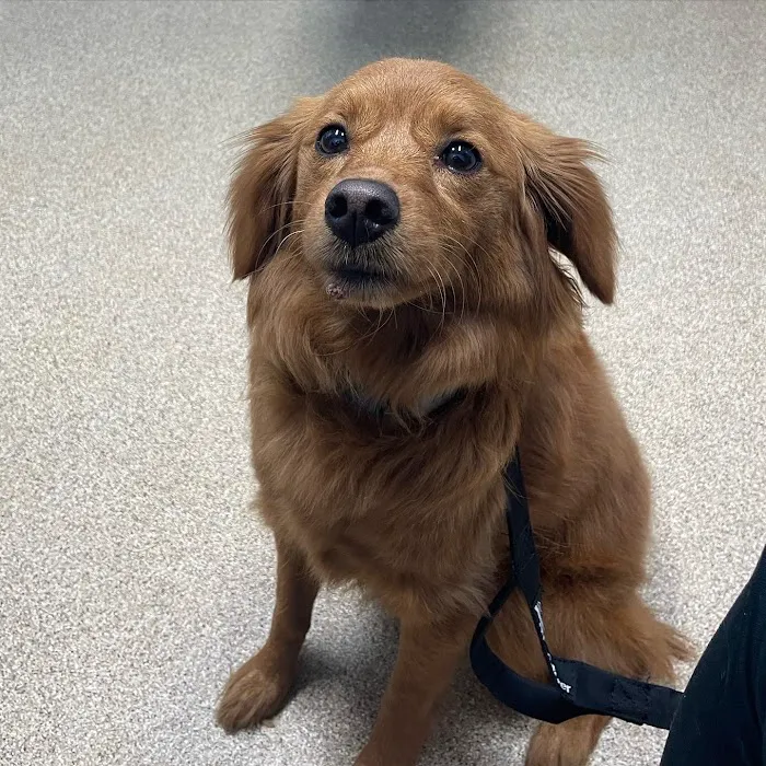 Kendallville Animal Clinic Picture 8