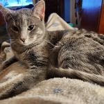 Kendallville Animal Clinic