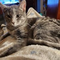 Kendallville Animal Clinic ico