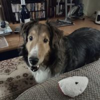 Tri-State Veterinary Clinic ico