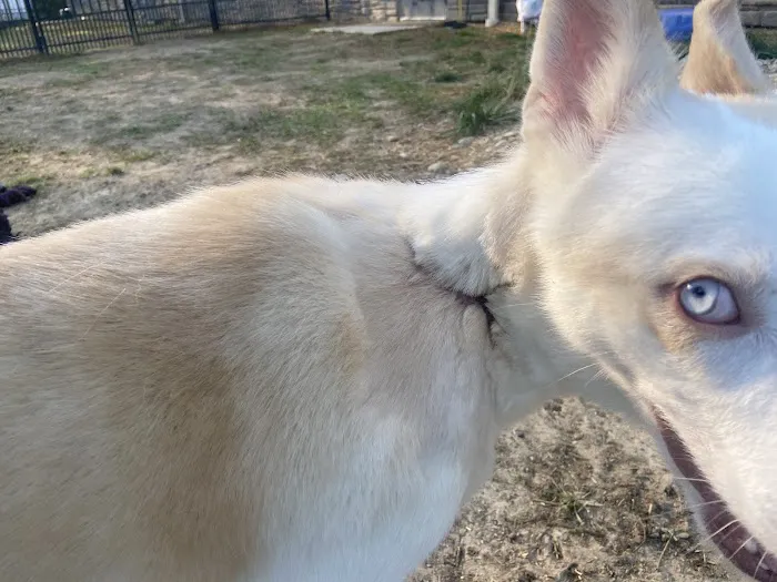 Southwest Veterinary Urgent Care Picture 4