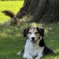 Bronson Veterinary Services ico
