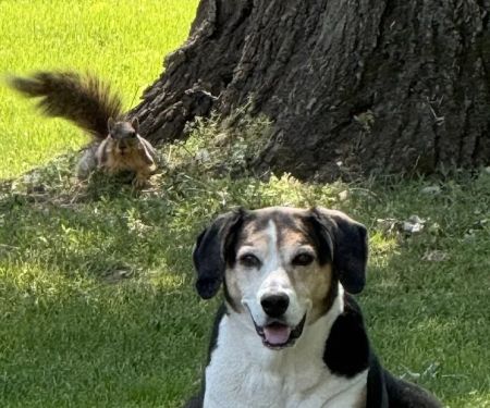 Bronson Veterinary Services